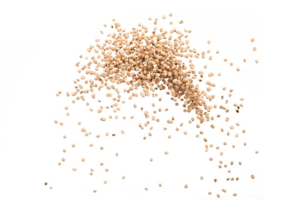 istock Soy bean flying splash isolated on white background, Stop motion, food and drink object design 1143948842