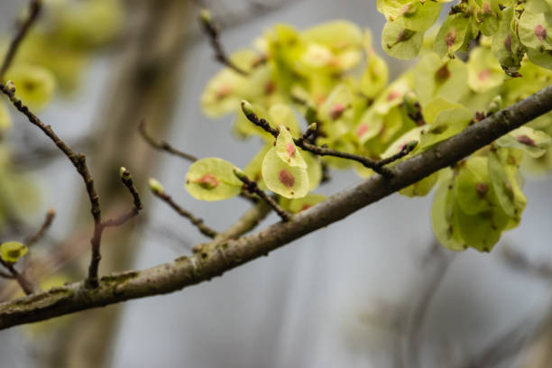 Wych Elm Fruits in Springtime Wych elm (Ulmus cf. glabra) fruits in springtime. wych elm stock pictures, royalty-free photos & images