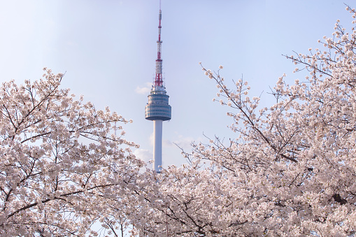 Seoul tower with cherry blossom in spring,Seoul,South Korea.