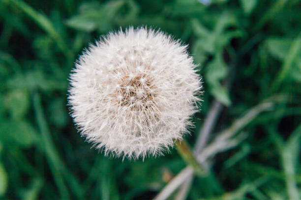 istock Dandelion seeds blowing in wind in summer field background 1143949765