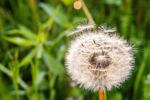 istock Dandelion seeds blowing in wind in summer field background 1143949899