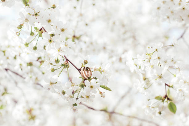 istock Wedding rings hang on a branch with white flowers. 1143950893