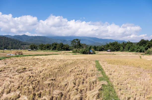 istock Golden paddy field in the harvest time. 1143951221