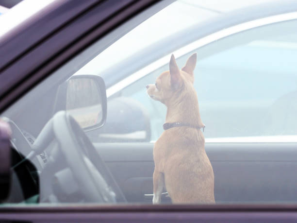 チワワ。ロックされた車の中で所有者を待っている小さな犬。 閉鎖したスペースの放棄された動物。ペットの過熱や低体温の危険 - dog street loneliness solitude ストックフォトと画像