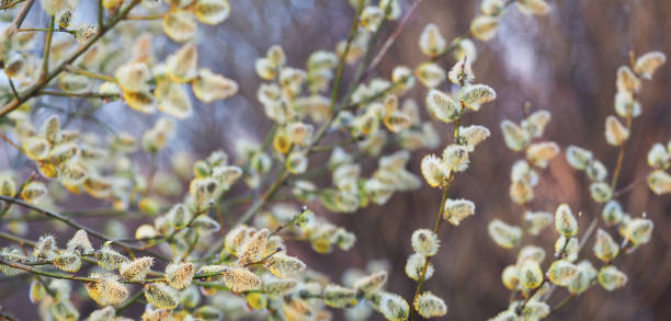 istock Yellow blooming willow catkins. Panoramic spring gentle nature background. Pussy-willow branches 1143951381