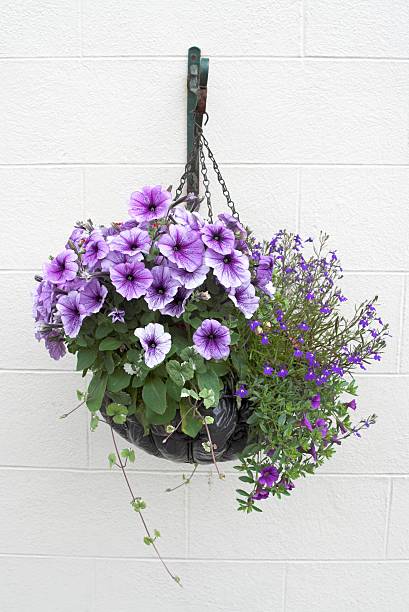 Hanging Basket Of Flowers On White Wall  convolvulus photos stock pictures, royalty-free photos & images