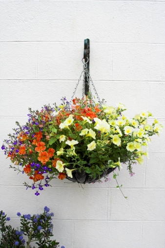 A hanging basket full of flowers, including I believe Convolvulus, and Lobelia, on a white wall