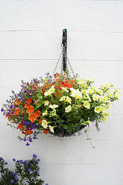 cesto de flor de flores na parede branca - hanging basket imagens e fotografias de stock