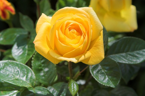 A lovely yellow rose growing on the bush.