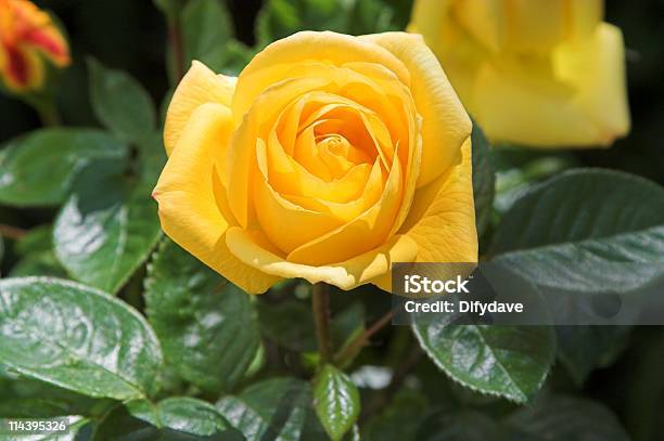 Желторозовый — стоковые фотографии и другие картинки Роза - Роза, Жёлтый, Задний или передний двор
