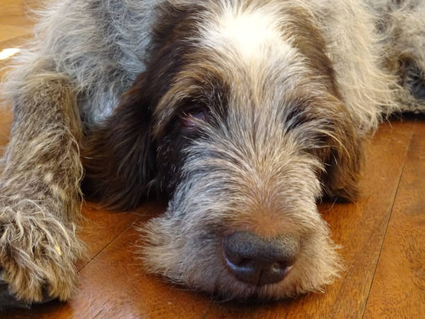 gideon - italian spinone photos et images de collection