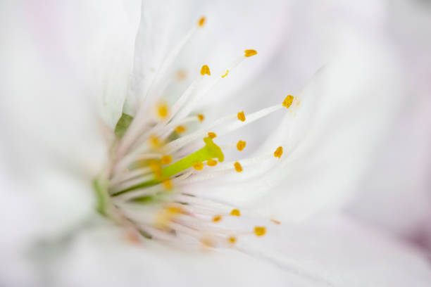 istock Close Up Macro Of  White Tree Blossom Flowers 1143957729