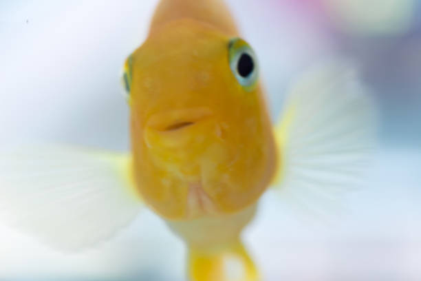 istock Parrot Fish. The aquarium blood parrot cichlid (or more commonly and formerly known as parrot cichlid). 1143957793