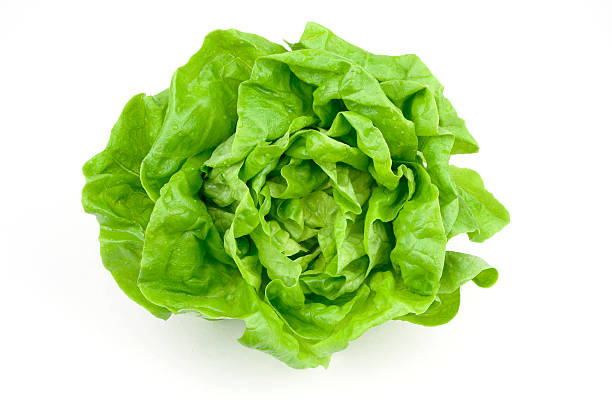 istock Beautiful green little gem lettuce 114395802