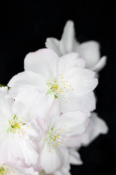istock Close Up Macro Of  White Tree Blossom Flowers 1143958710