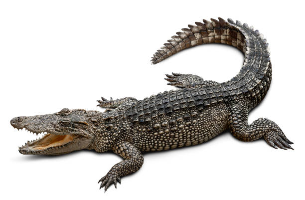 Crocodile isolated on white Wildlife crocodile isolated on white background with clipping path crocodile stock pictures, royalty-free photos & images