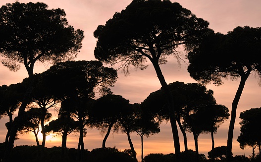 Silhouettes of pine trees.Picture was taken in Doñana National Park,Spain.This park is located in Andalusia in the provinces Huelva and Sevilla.