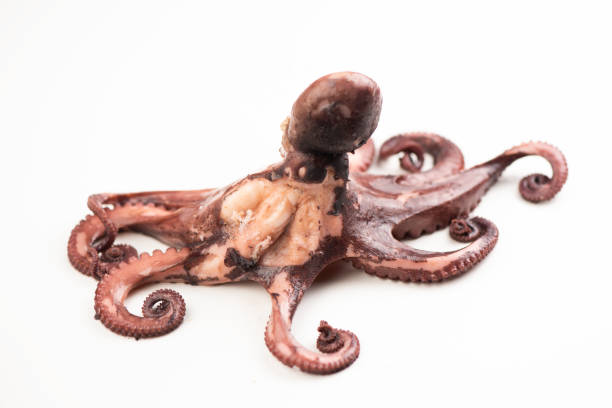 istock Boilled octopus isolated on white 1143961639