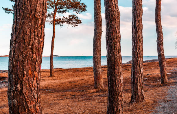 Panorama of the sea from the shady pine forest of Palau (Olbia-Tempio, Sardinia, Italy) in summer.