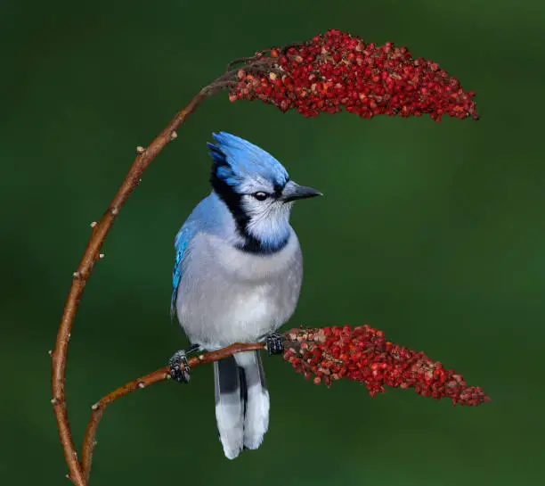 A beautiful bluejay is perched between two sumac blooms.