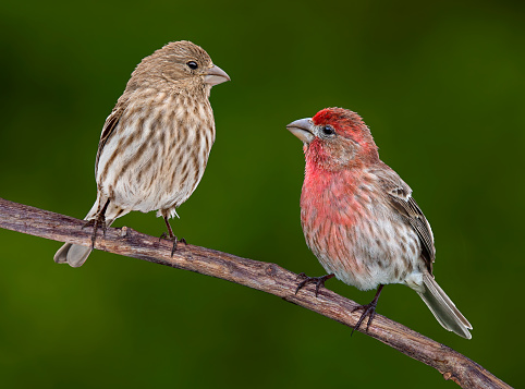 A male and female House finch are facing each otherwhile sitting on a vine.