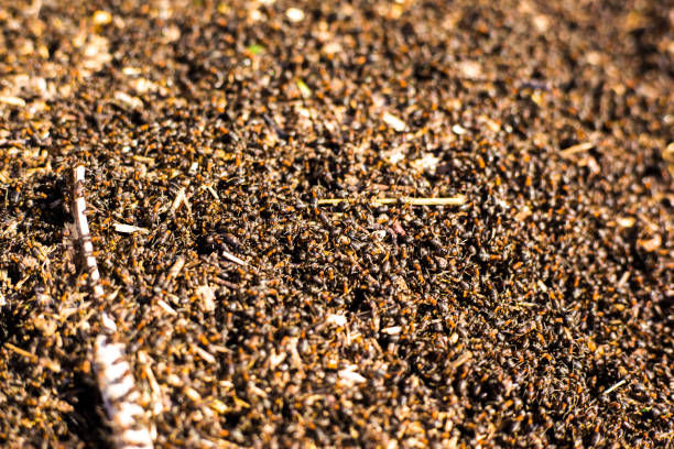 istock a large mound of termites, termites eat rotten trees 1143963427