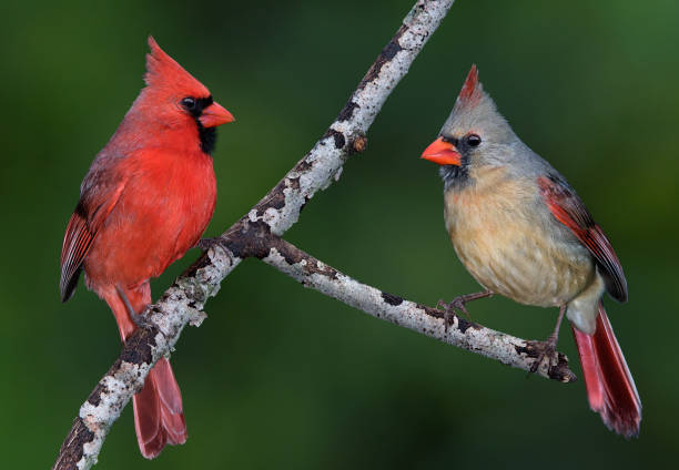 Cardinal Pair A pair of cardinals are facing each other on a tree branch. female animal stock pictures, royalty-free photos & images