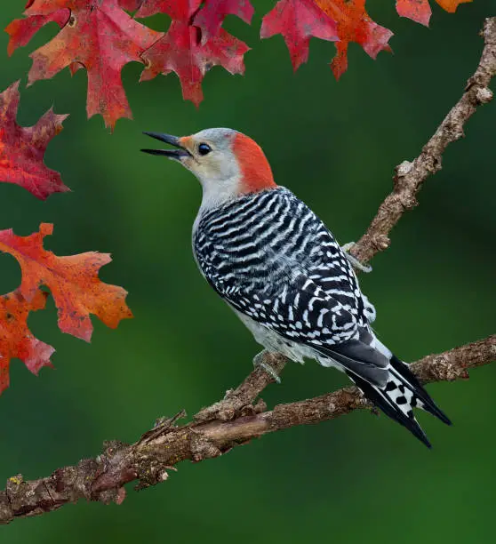 A red-bellied woodpecker is perched on a branch surrounded with fall leaves.