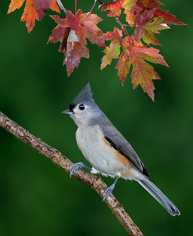 A tufted titmouse is sitting on a branch under colorful fall leaves.