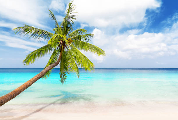 istock Coconut palm trees and blue sky and sea 1143965064