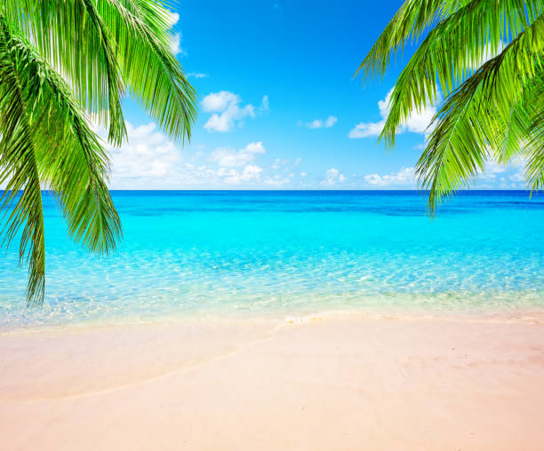 istock Coconut palm trees and blue sky and sea 1143965093