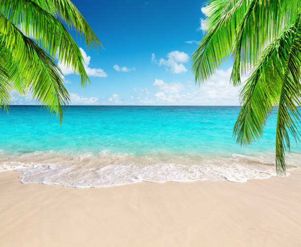 istock Coconut palm trees against blue sky and beautiful beach 1143965114