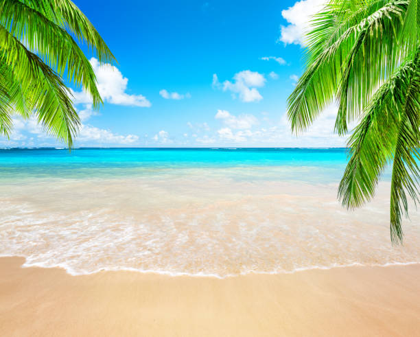 istock Coconut palm trees and blue sky and sea 1143965132