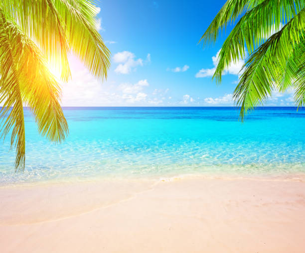 istock Coconut palm trees and blue sky and sea 1143965143