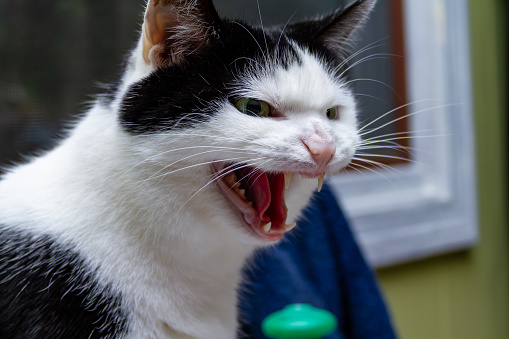 Angry black and white house cat.