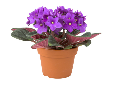 macro close up of an african violet (Saintpaulia) with blurred background