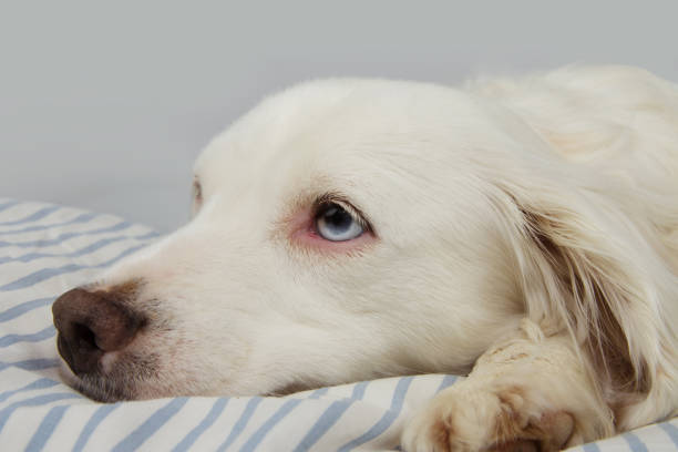istock YOUNG TERRIER DOG WITH BLUE EYES FALLING ASLEEP ON STRIPPED BED. SICK OR RELAXING. 1143970633