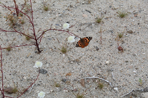 The margins of Cathedral City are only partially developed, as a result, the locale is still home to many indigenous species. One such constituent is a butterfly known to Entomology (the study of insects) as Vanessa Cardui, and commonly as the Painted Lady. Their beautiful wing patterns can be visualized here as they flit to and from flowering plants, feeding on nectar and spreading pollen. They are blessed with abundance this Spring, due to an especially wet Winter. This caused numerous native plants to thrive, and the insects happily obliged. Long may the area remain a habitat for Pre Contact ecology.