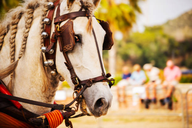 Closeup on horses in a harness during a riding show in a tourist town