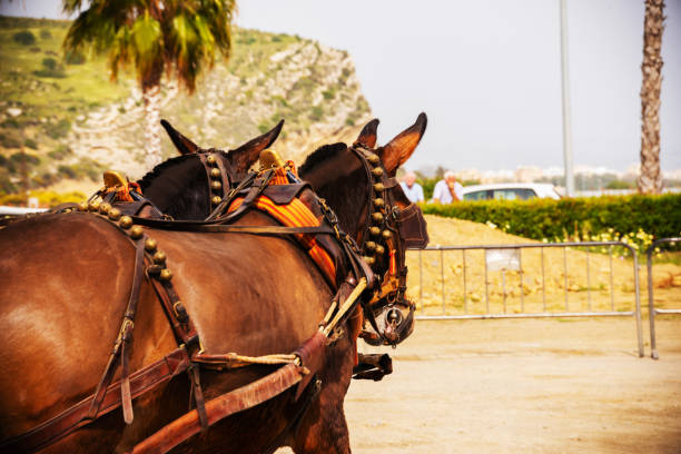 istock Closeup on horses in a harness during a riding show 1143972668