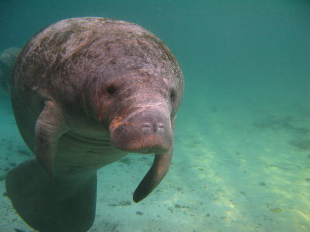 istock Underwater picture of a West Indian Manatee 1143972765