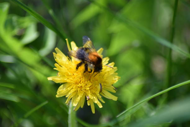 istock bumblebee on yellow flower 1143974501