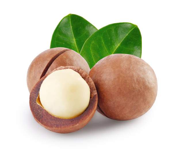 Whole and open australian macadamia nut with two green leaf stock photo