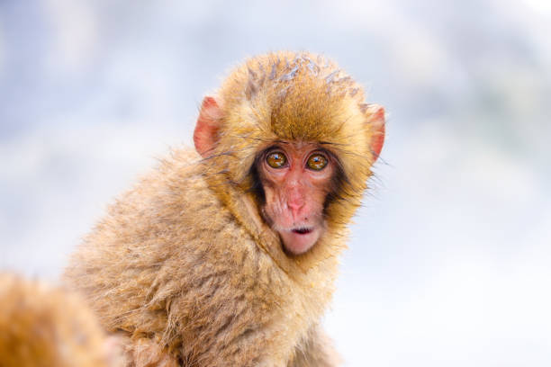 close up portrait of cute wild baby snow monkey at jigokudani snow monkey park in yamanouchi town, nagano, japan - jigokudani imagens e fotografias de stock