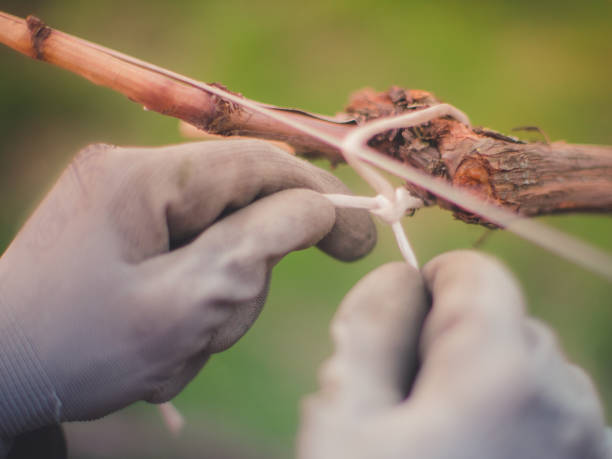 istock Gardening in the spring garden. 1143977241