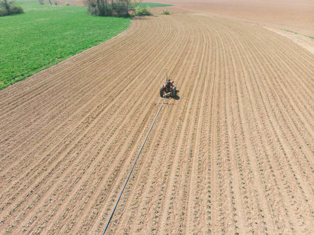 istock Agricultural activity on cabbage seedling agricultural field in springtime. Aerial view. 1143977263
