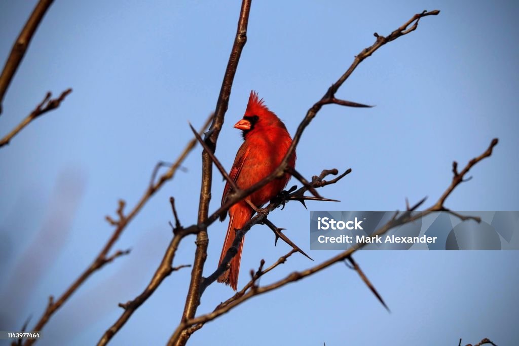 Cardinal Cardnual in tree tops Animal Stock Photo