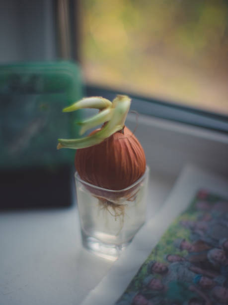 istock Bulb in a glass with water 1143977504