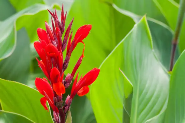 Red canna lilly flower on a green background.