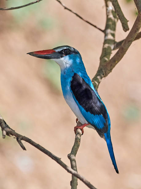 istock Blue-breasted kingfisher (Halcyon malimbica) 1143978328